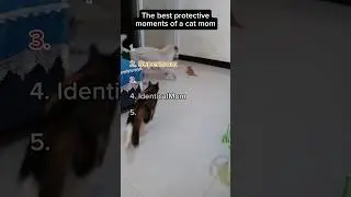 Top 5 Protective Cat Moms
