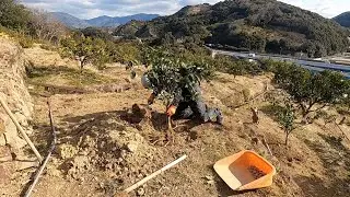 みかんの木を移植する / Transplant Mikan trees