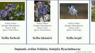 Impianti, ordine Iridales, famiglia Hyacinthaceae scilla plants nana verna amoena autumnalis Logos