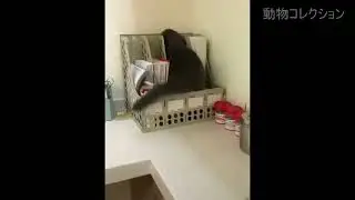 獣医から隠れる猫