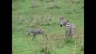 Newborn zebra, Ngorongoro Crater 19/12/2012