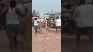 ONGOLE BULL