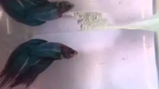 How to breed fighting fish