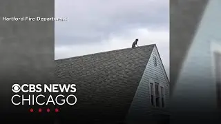 Dog rescued from roof of home in Hartford, Connecticut