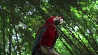 cloud Parrot Bird Beak Feathers House Building Fog Forest Marine Beach Landscape Lake