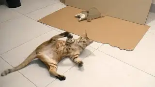 Playing tag with my cat. She surrenders!