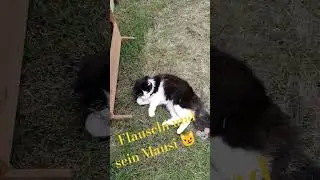 #cat #flauschi #blackandwithe #playtime #garden #fun #catlover #mouse