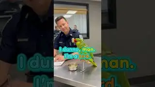 Cops vs Parrots &ndash; The Funniest Showdown Ever! 🦜🚓😂 #shorts #funny #viral #cute #parrot #trending