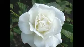 Winchester Cathedral Roses