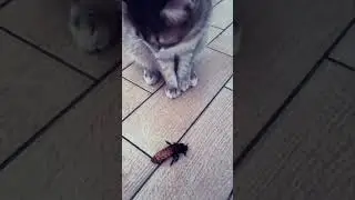 Игра /Game #kitten #кошки