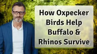 How Oxpecker Birds Help Buffalo & Rhinos Survive