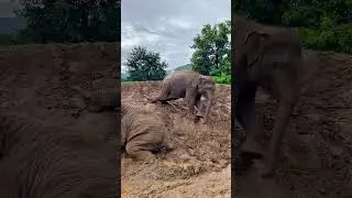 Baby Elephants Playing Mud Sliding / Wildlife JD #wildlifejd #wildlife #babyelephant