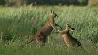 Epic Kangaroo Fight Caught on Camera &ndash; Like a Real Boxing Match!