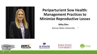 Periparturient Sow Health: Management Practices to Minimize Reproductive Losses