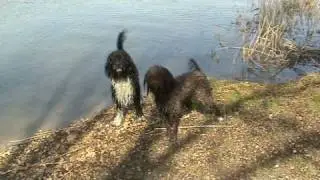French Water dog: Barbet at play