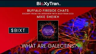 What are Galectins