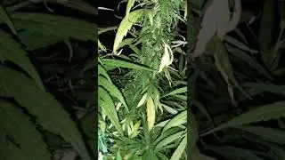 Best strin to grow outdoor