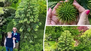 Prehistoric 'dinosaur tree' bears fruit for first time in couple's garden | SWNS