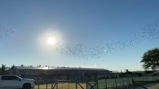 Loft Fly Before Race 1 - Florida Pigeon Derby