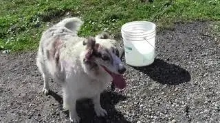 Kate's Farm:   Concrete Patching Near Barn - P1 - Monday