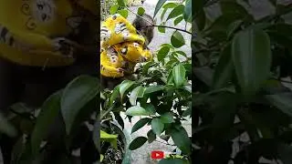 Village Life with Monkey Pimpim, chasing chikens