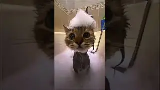 ￼cute cat in bathtub with soap on head #cat #edit #fyp