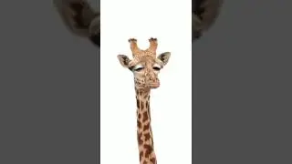 Giraffe die Guten Morgen sagt 😂😂😂