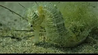 Scuba Diving with Seahorse, Sozopol, Black Sea