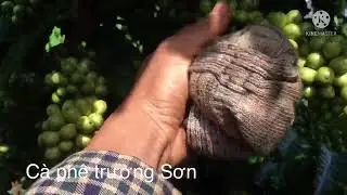 C&agrave; ph&ecirc; trường Sơn thả ngọn .