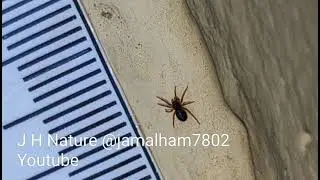 01 - Dwarf Spiders, [Erigoninae] Subfamily sp. araign&eacute;es naines, العناكب القزمية 