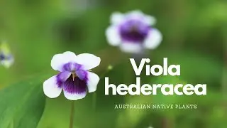 Viola hederacea | Australian Native Plant Profile | Pollinator Attracting Plants