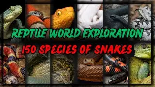 Reptile World Exploration : Discovering 150 Species Of Snake | Slithering Wonders