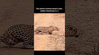 Leopard vs Warthog: Missed Opportunity