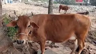 Daily cow ka video cow #king 07 