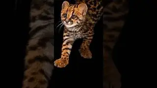 The Cutest Predator You&rsquo;ve Never Heard Of!😍 #animals #margay #cute #cat #wildlife