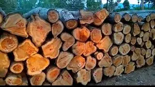 Best teak timber logs for sale | forest department approved teak wood