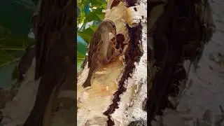 Baby bird eating | sparrow feeding their babies in Nest