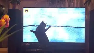 Cat Catching Strings 😂