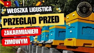 Włoszka Ligustica - Przegląd przed zakarmianiem zimowym - Pasieka SeBee