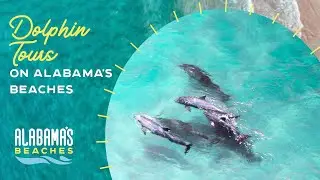 Dolphin Tours in Gulf Shores & Orange Beach, AL | Explore The Alabama Gulf Coast Wildlife