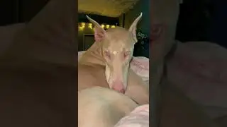 Sleepy Dog 😴💤 #beautifuldog #beautifuldogs #cutedogs #doberman #dobermanpinscher #dogvines #puppy