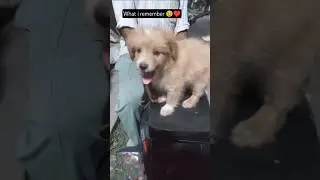 what I remember🥹&hearts;️🧿 #puppytransformation #ytshorts #trending #cutedog #puppylove #doglove #fyp #fy