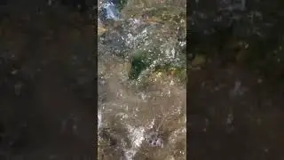 Stripe bass back bay fishing