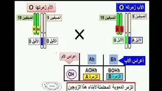 تحكم مورثتين فى صفة واحدة