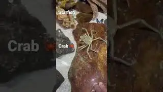 Crab 🦀 & Starfish | Crabs are decapod crustaceans of the infraorder Brachyura | #shorts #crabs