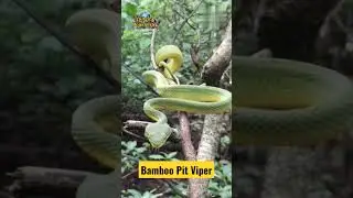 Bamboo Pit Viper