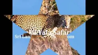 Yala Safari Camping