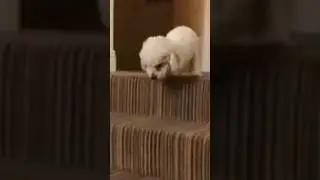#remix #dance #puppy #petcenter #dogbreed #cute #chowchow #pets #huskydog #dog #beautifuldog #funny