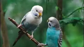 Wow nice look pair budgie. So cute