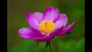 Psalm 68 | for relaxation | for peace | bible verses | living word of God | verses of Psalms